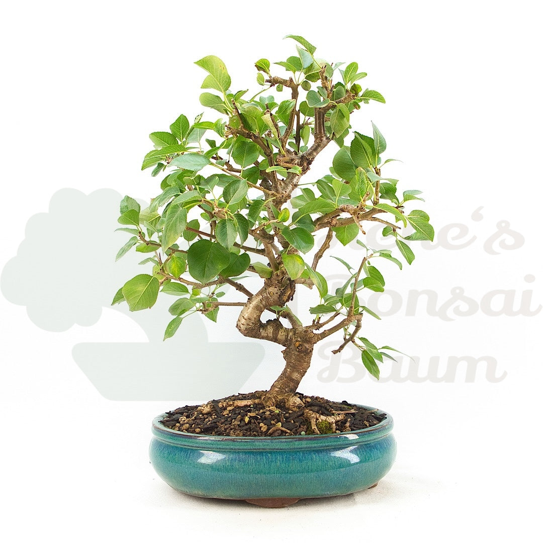 Steinweichsel 'Prunus mahaleb'